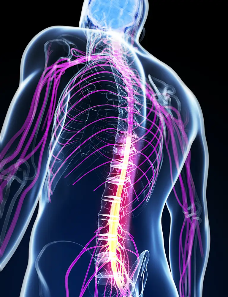 Hologramm eines Rückens mit farbig dargestellten Nervenbahnen. 